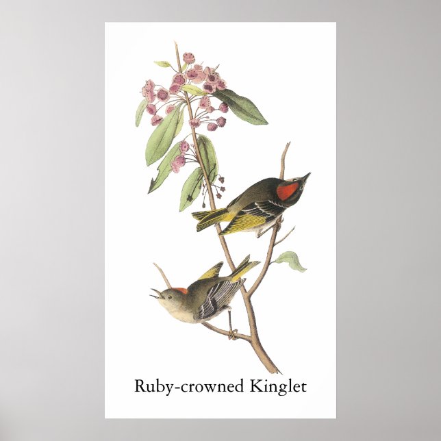 Ruby-Krone Kinglet, John Audubon Poster (Vorne)