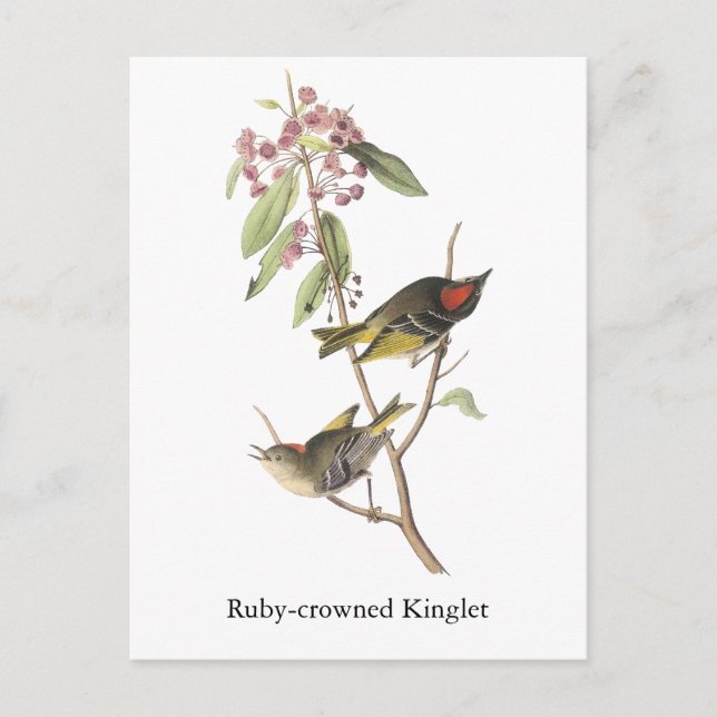 Ruby-Krone Kinglet, John Audubon Postkarte (Vorderseite)