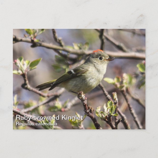 Ruby-Krone-Kinglet Postkarte (Vorderseite)
