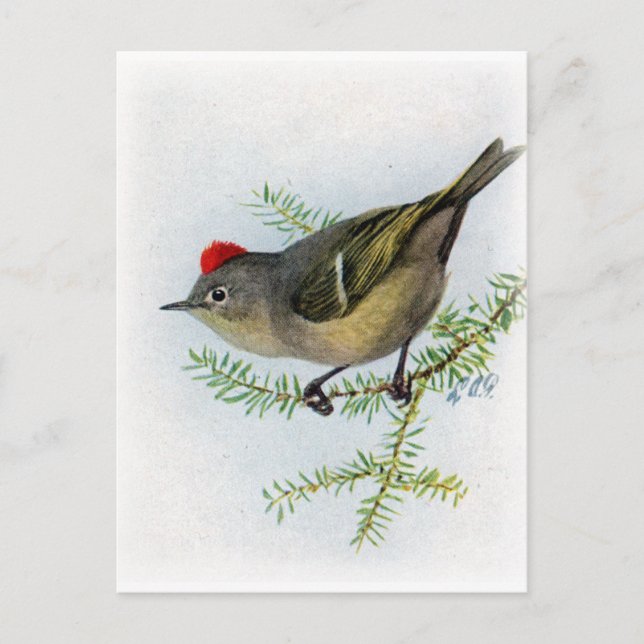 Ruby-Krone-Kinglet Postkarte (Vorderseite)