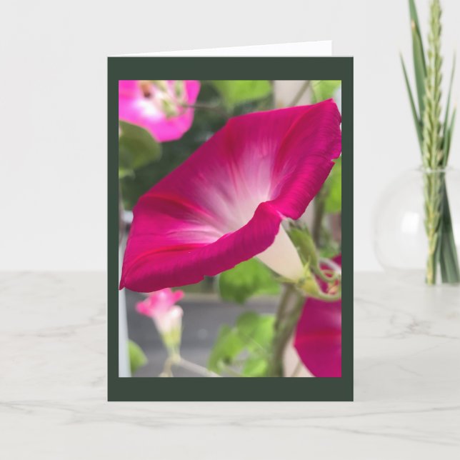 Ruby Red Morning Glory Blank  Karte (Vorderseite)