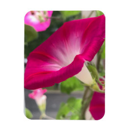 Ruby Red Morning Glory Magnet