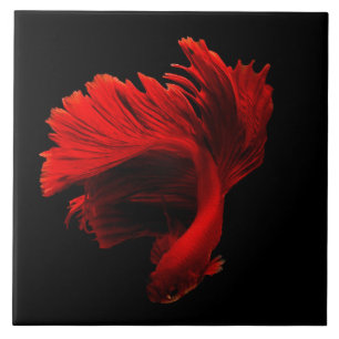 Ruby Red Siamese Fighting Fish Fliese