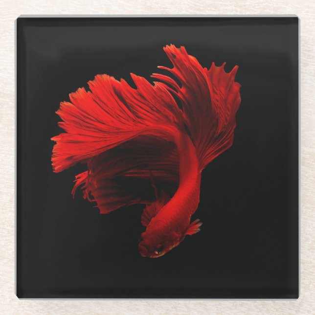 Ruby Red Siamese Fighting Fish Glasuntersetzer (Vorderseite)