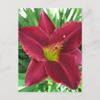 Ruby Red Taglilie Postcard Postkarte