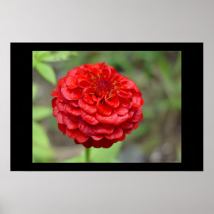 Ruby Red Zinnia Poster
