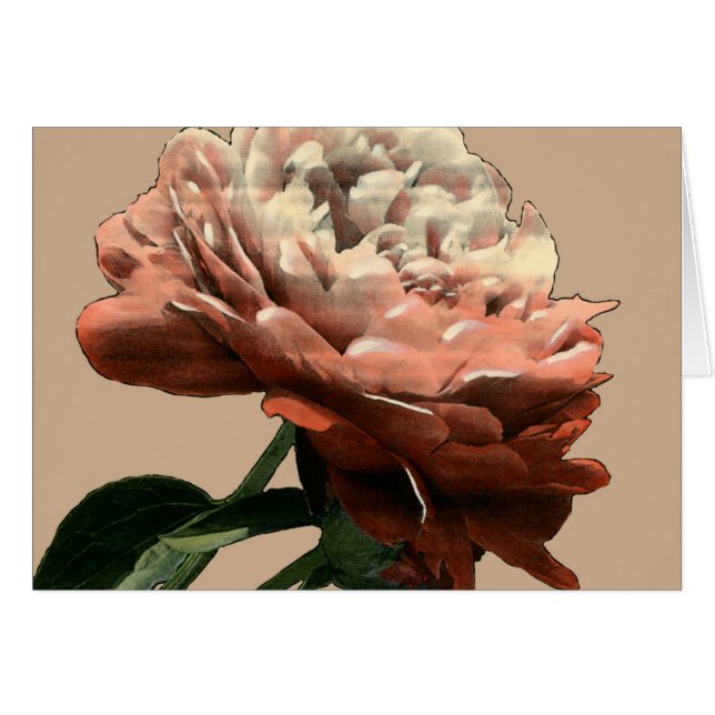 Ruby-Rote Rose mit weißen Akzenten (Vorderseite (Horizontal))