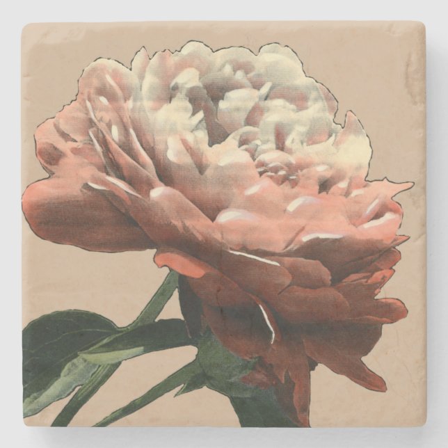 Ruby-Rote Rose mit weißen Akzenten Steinuntersetzer (Vorderseite)