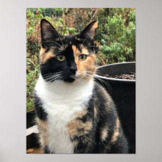 Ruby The Big Kitten, 20 Monate alt Poster