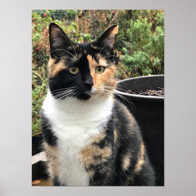 Ruby The Big Kitten, 20 Monate alt Poster (Vorne)