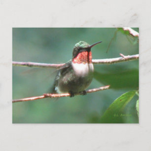 Ruby-throat Nach der Chase Postkarte