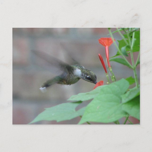Ruby-throat-Sips Postkarte (Vorderseite)