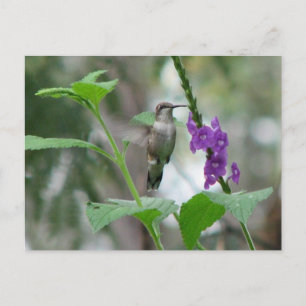 Ruby-throat Vervain Postcard Postkarte