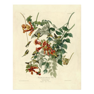 Ruby-throated Humming Bird, Audubon Birds America Fotodruck