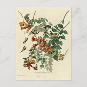 Ruby-throated Humming Bird, Audubon Birds America Postkarte