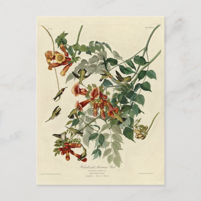 Ruby-throated Humming Bird, Audubon Birds America Postkarte (Vorderseite)
