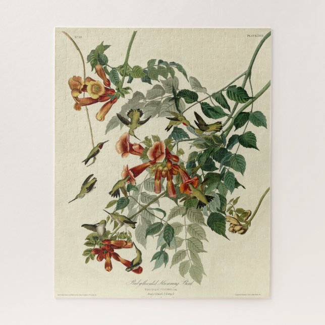 Ruby-throated Humming Bird, Audubon Birds America Puzzle (Vertikal)