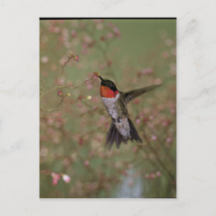 Ruby Throated Humming Bird Postkarte