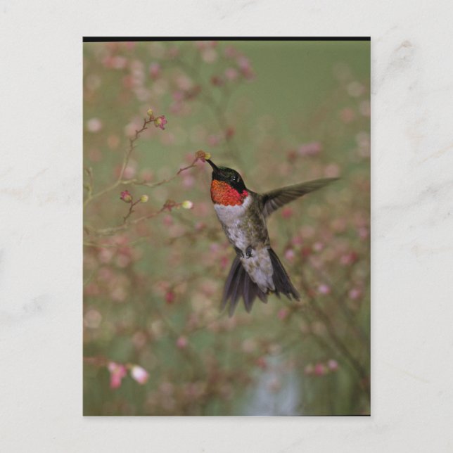 Ruby Throated Humming Bird Postkarte (Vorderseite)