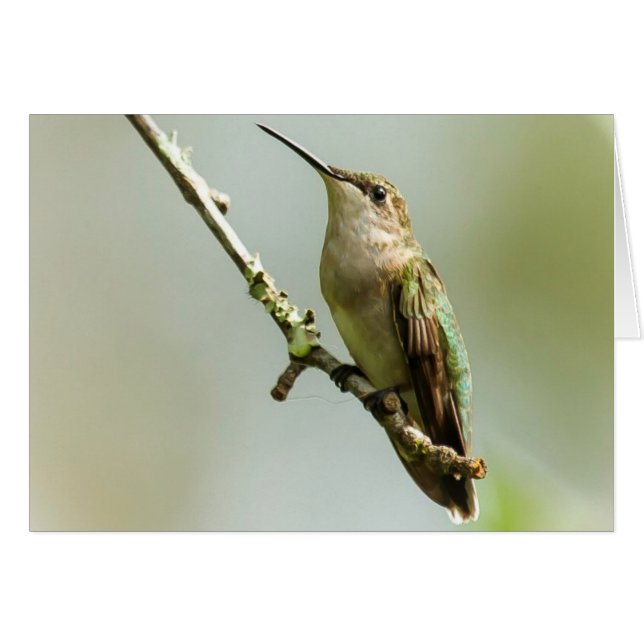 Ruby-throated Hummingbird (Vorderseite (Horizontal))