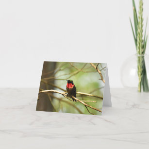 Ruby-throated Hummingbird #4 - Blank Note Card Dankeskarte