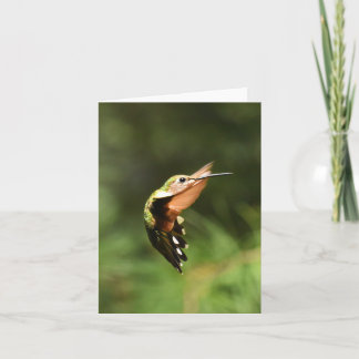 Ruby-throated Hummingbird #5 - Blank Note Card Karte