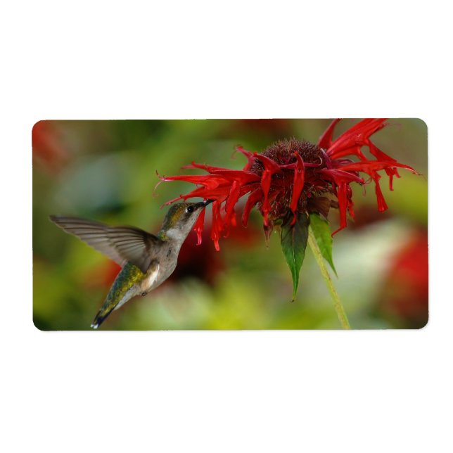 Ruby-Throated Hummingbird Archilochus Colubris (Vorne)