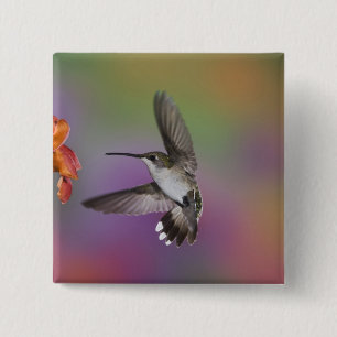 Ruby Throated Hummingbird bei Frauen Button