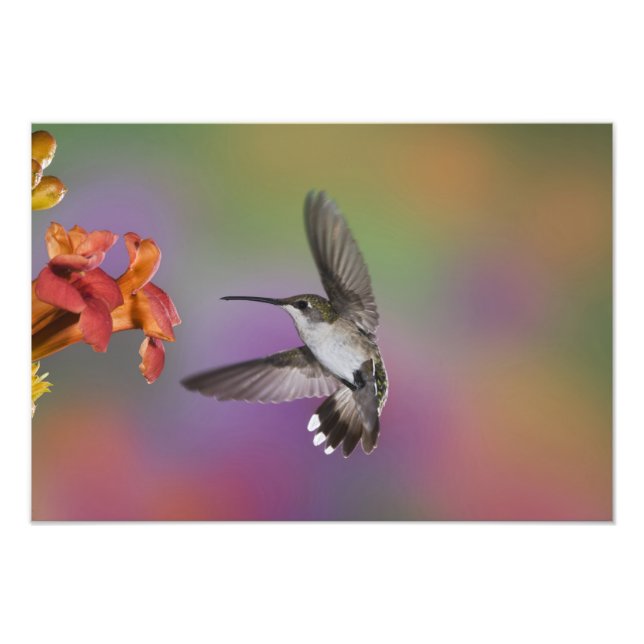 Ruby Throated Hummingbird bei Frauen Fotodruck (Vorne)