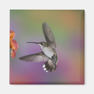 Ruby Throated Hummingbird bei Frauen Magnet