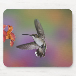 Ruby Throated Hummingbird bei Frauen Mousepad