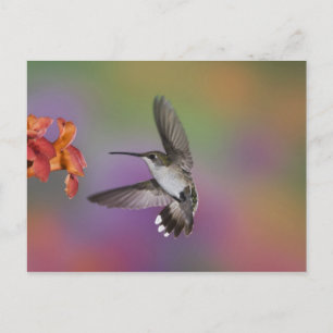 Ruby Throated Hummingbird bei Frauen Postkarte