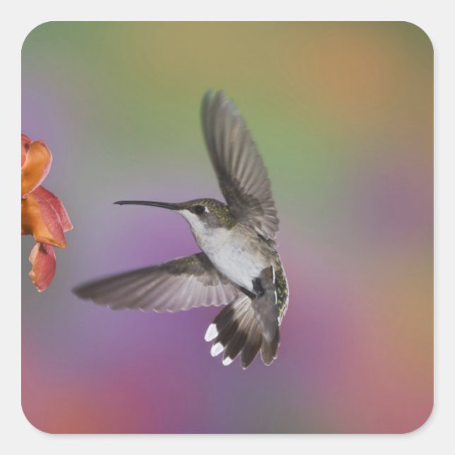 Ruby Throated Hummingbird bei Frauen Quadratischer Aufkleber (Vorderseite)