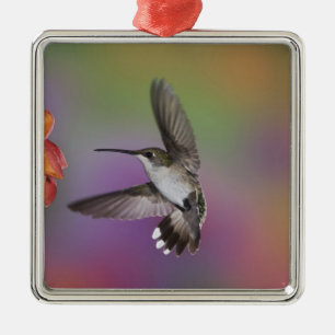 Ruby Throated Hummingbird bei Frauen Silbernes Ornament