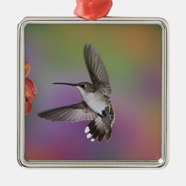 Ruby Throated Hummingbird bei Frauen Silbernes Ornament (Vorne)