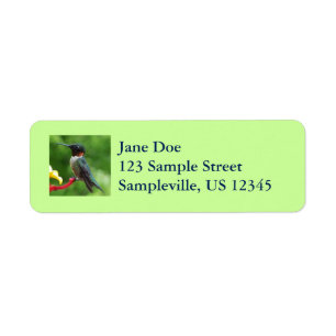 Ruby-Throated Hummingbird Bird Fotografy