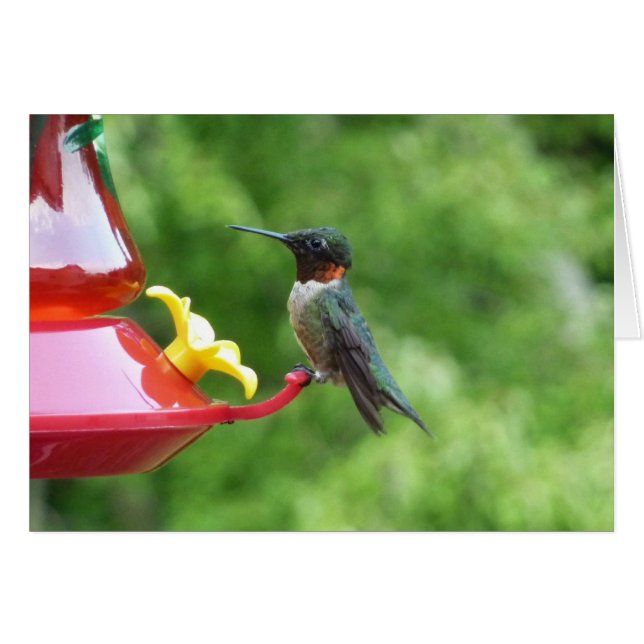 Ruby-Throated Hummingbird Bird Fotografy (Vorderseite (Horizontal))