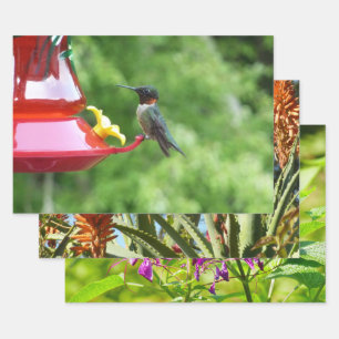 Ruby-Throated Hummingbird Bird Fotografy Geschenkpapier Set