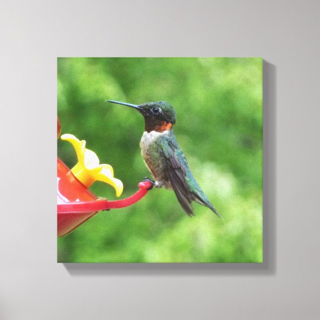 Ruby-Throated Hummingbird Bird Fotografy Leinwanddruck (Vorderseite)
