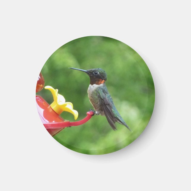 Ruby-Throated Hummingbird Bird Fotografy Magnet (Vorne)