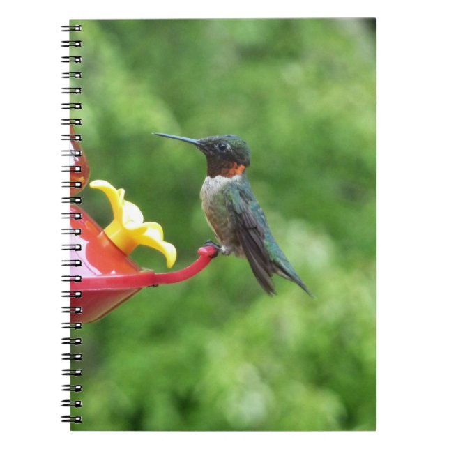 Ruby-Throated Hummingbird Bird Fotografy Notizblock (Vorderseite)