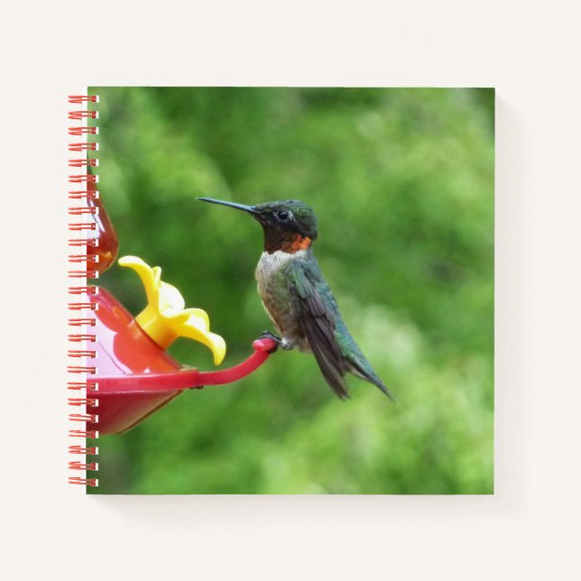 Ruby-Throated Hummingbird Bird Fotografy Notizbuch (Vorderseite)