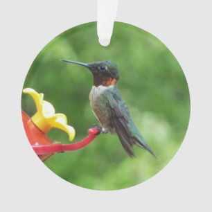 Ruby-Throated Hummingbird Bird Fotografy Ornament