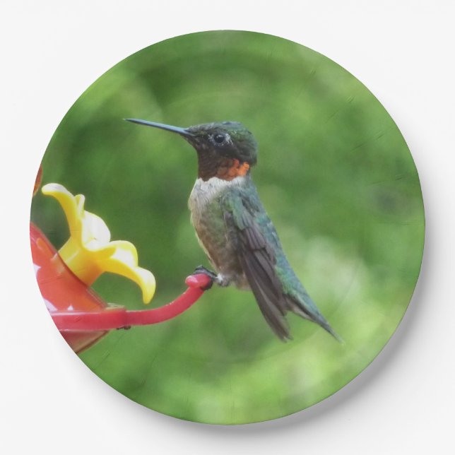 Ruby-Throated Hummingbird Bird Fotografy Pappteller (Vorderseite)