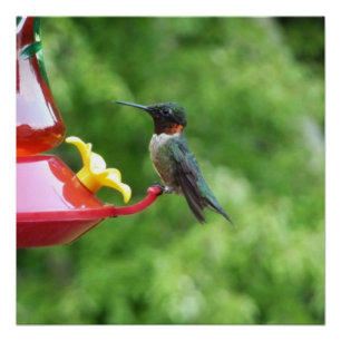 Ruby-Throated Hummingbird Bird Fotografy Poster