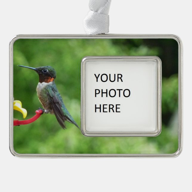 Ruby-Throated Hummingbird Bird Fotografy Rahmen-Ornament Silber (Vorderseite)