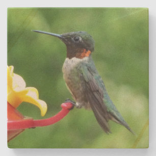 Ruby-Throated Hummingbird Bird Fotografy Steinuntersetzer