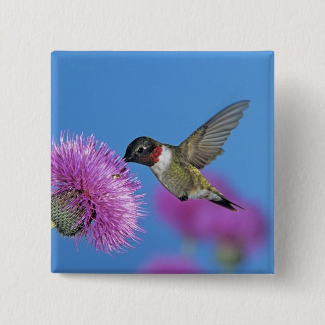 Ruby-throated Hummingbird Button (Vorderseite)