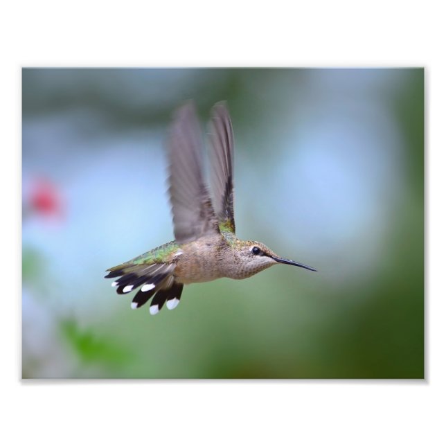 Ruby Throated Hummingbird Flying Fotodruck (Vorne)