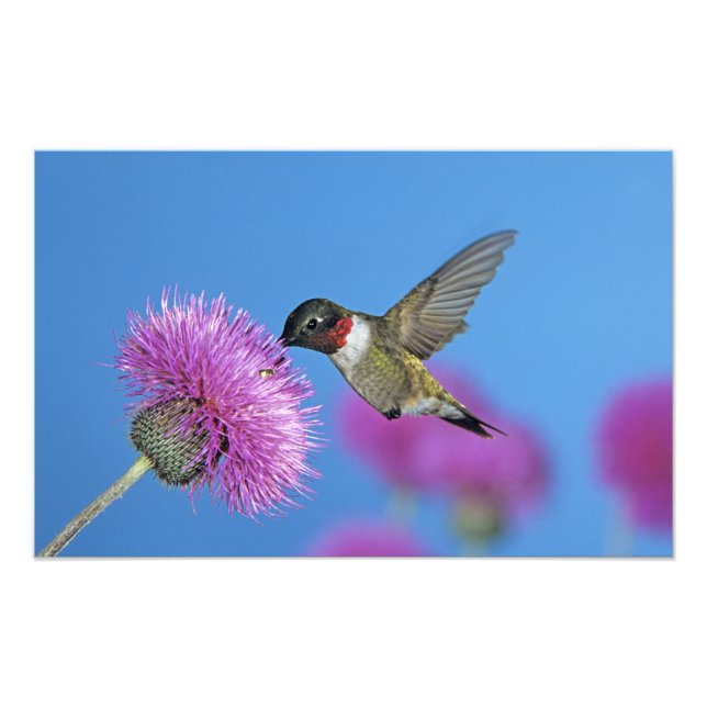 Ruby-throated Hummingbird Fotodruck (Vorne)
